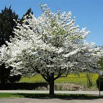 Dogwood - White Flowering