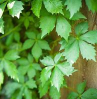 Virginia Creeper