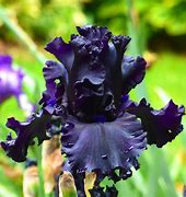 Iris 'All Night Long'