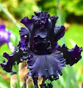 Iris 'All Night Long' German Standard