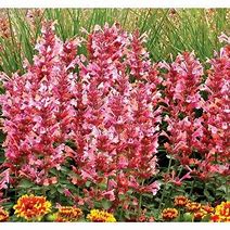 Anise Hyssop "Kudos Ambrosia" Agastache