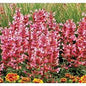 Anise Hyssop "Kudos Ambrosia" Agastache
