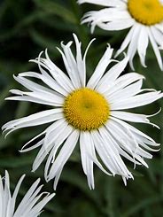 Leucanthemum 'Sweet Daisy Cher' Daisy