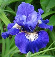 Iris 'Over in Glory Land' Siberian