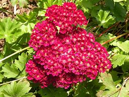 Achillea "Pomegranate" Yarrow