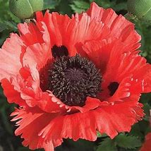 Papaver 'Brilliant Red' Oriental Poppy