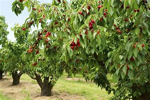 Cherry - Multiple Varieties on One Tree