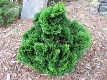 Hinoki Cypress - Reis Dwarf