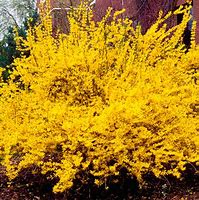 Forsythia - New Hampshire Gold