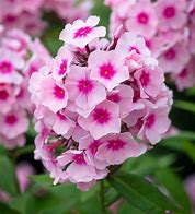 Phlox