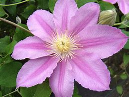 Clematis 'Abilene'