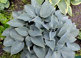 Hosta 'Canadian Blue'