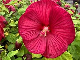 Hibiscus 'Luna Red' Rose Mallow