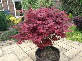 Japanese Maple - Blood Leaf