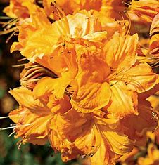 Exbury Azalea - Golden Lights