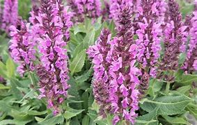 Salvia 'Bumblebee Berry' Meadow Sage