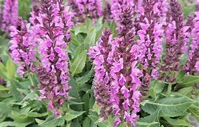 Salvia 'Bumblebee Berry' Meadow Sage