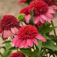 Echinacea Double Dipped Hybrid ‘Watermelon Sugar’ Coneflower