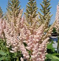 Astilbe 'Visions Inferno' False Spirea