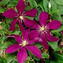 Clematis 'Niobe'