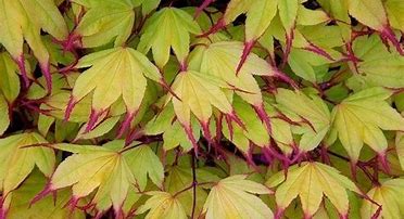 Japanese Maple - Tsuma Gaki