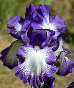 Bearded Iris - Rococo