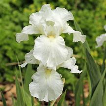 Iris 'Immortality' German Standard