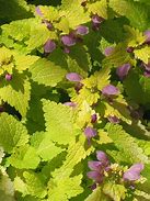 Lamium 'Aureum' Dead Nettle