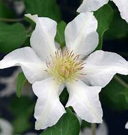 Clematis 'Kitty'