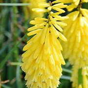 Kniphofia 'Solar Flare' Red Hot Poker