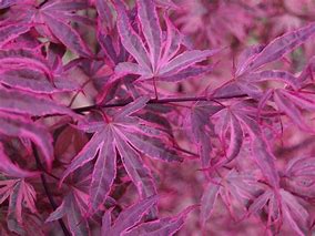 Japanese Maple - Shirazz