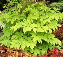 Aralia 'Sun King' Japanese Spikenard