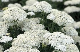 Achillea "Vintage White" Yarrow