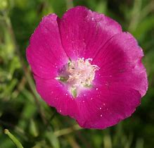 Callirhoe bushii Bush's Poppy Mallow