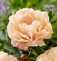 Peony - Canary Brilliants