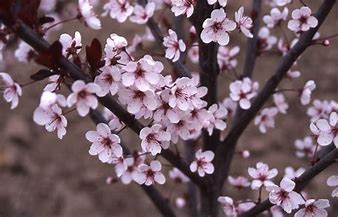 Plum - Big Cis Flowering – Pandy's Garden Center