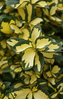 Euonymus - Summer Runner