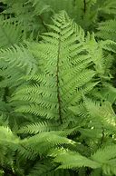 Fern 'Lady in Red'