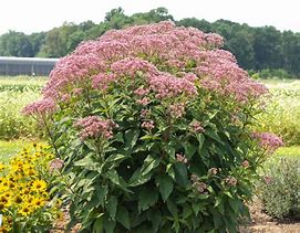 Eupatorium 'Euphoria Ruby' Joe Pye Weed