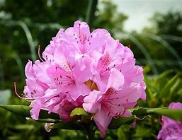 Rhododendron - English Roseum