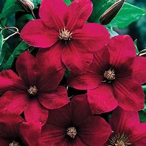 Clematis 'Rouge Cardinal'