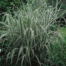 Arondo Donax - Reed Grass