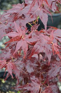 Japanese Maple - Ruby Ridge