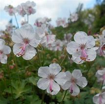 Geranium 'Biokova' Cranesbill