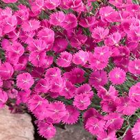 Dianthus ‘Fuchsia Fire’ Cheddar Pinks