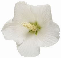 Rose of Sharon - White Pillar