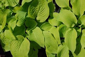 Hosta 'August Moon'