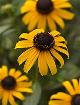 Rudbeckia ‘Gold Blitz’ Black Eyed Susan Success