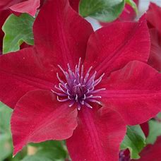 Clematis 'Nubia'