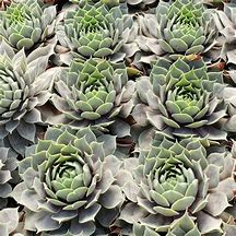 Sempervivum - Pacific Blue Rim